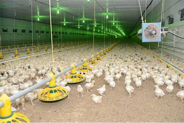 курица в Хабаровске фото